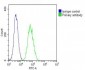 beta II Tubulin Antibody