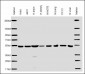 beta II Tubulin Antibody