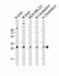 RAB23 Antibody