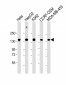 C3 Antibody (C-term)