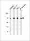 CDH1 Antibody