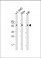 SMAD1 Antibody