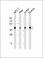 MAPK3/1 Antibody (Center)