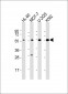 EI2BG Antibody