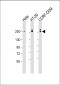 POLR2A Antibody (monoclonal) (M01AA)