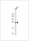 Neurogenin3 Antibody