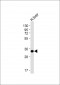 GNMT Antibody (C-term)