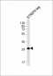 STREP II TAG Antibody