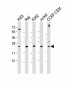 CTLA4 Antibody (N-term)