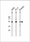 INHBB Antibody (C-term)