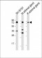 DBH Antibody (N-term P42)