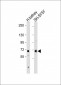 NOX4 Antibody (N-term)