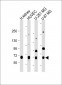 NOX4 Antibody (N-term)