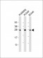 Erythropoietin Antibody (N-term)