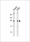 Erythropoietin Antibody (N-term)