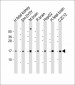 GABARAP Antibody (N-term)