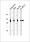 LAMP2 Antibody