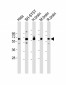 GDI1 Antibody (C-term)