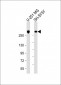 Nestin Antibody (S1409)
