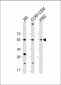 VEGFC Antibody