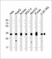 PITPNA Antibody (C-term)