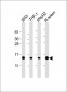 LYZ Antibody (C-term)