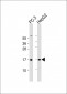 HIST1H2BM Antibody (N-term)