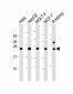 PRDX3 Antibody (C-term)