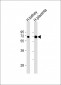 EPOR Antibody (C-term)