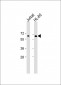 EPOR Antibody (C-term)