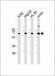 EPOR Antibody (C-term)