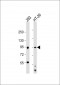 MSK1 (Ser360) Antibody