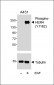 Phospho-HER4(Y1162) Antibody