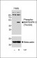 Phospho-MAPKAPK-2 (Thr334) Antibody