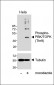 Phospho-PBK/TOPK (Thr9) Antibody