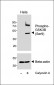 Phospho-GSK3B (Ser9) Antibody