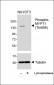 Phospho-MYPT1 (Thr696) Antibody