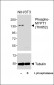 Phospho-MYPT1 (Thr852) Antibody
