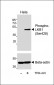 Phospho-LKB1 (Ser428) Antibody