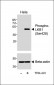 Phospho-LKB1 (Ser428) Antibody