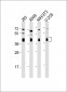 BMI1 Antibody