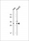 CTHRC1 Antibody (N-term)
