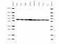 Hsp60 Antibody