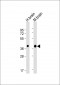 SYP   Antibody (C-term)