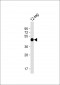 HA Tag Antibody