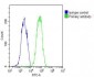 AHSG Antibody (C-term)