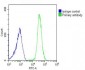 GSDMC Antibody  (Center)