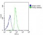 FGL2 Antibody (C-term)