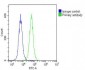 IGF2 Antibody (Center R54)