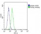 CREB1 Antibody (Center)